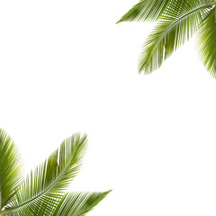 palm leaves frame isolated on white background 