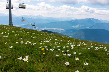 Ski lift over alpine meadow of blooming Pulsatilla alpina flowers in spring with scenic view of...