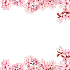 pink cherry blossom border frame isolated on white background 