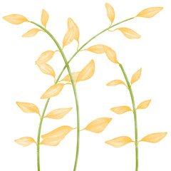 Golden yellow rice plants