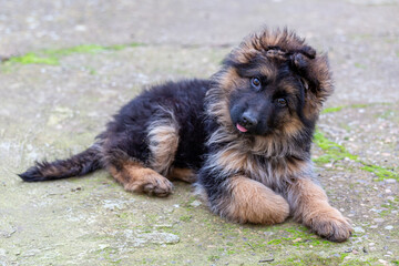 German shepherd puppy, female, long hair, lying on the ground and sticking out her tongue.