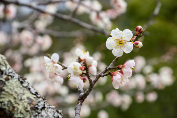 咲き始めの梅の花 鳥取県 樗谿公園