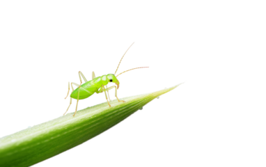 Small Aphid on Plant on transparent background