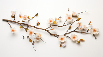 A branch with flowers on a white background.
