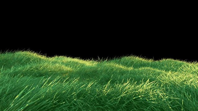 Grass Wind Noise Loop on Alpha Channel. Element footage place on footage or background and easier to adjust color.