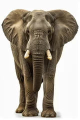 Foto op Aluminium Large grey elephant with tusks and trunk. © valentyn640