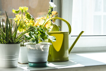 Plants and watering can on the windowsill.