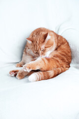 Ginger cat relaxing on a couch. Pet at home.