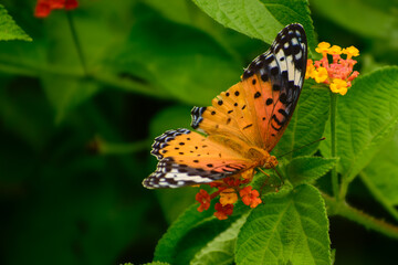 butterfly on flower