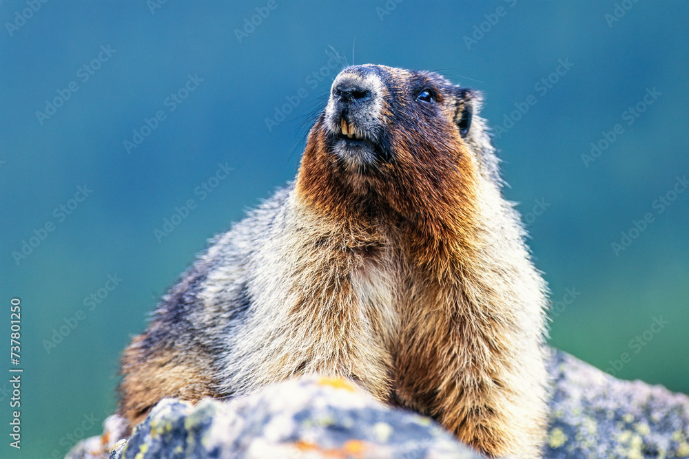 Wall mural Hoary marmot sniffs the air