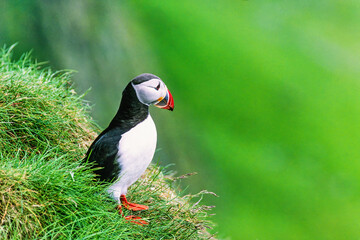 Beautiful Puffin on a grassy mountain slope