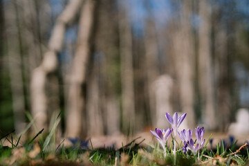 Purple crocuses have blossomed at the sunny edge of the forest