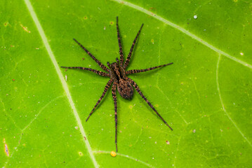 spider on leaf