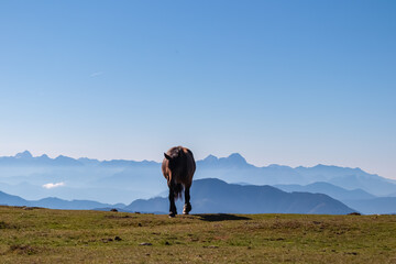 Single wild horse grazing on alpine meadow with scenic view of magical mountain of Karawanks and...