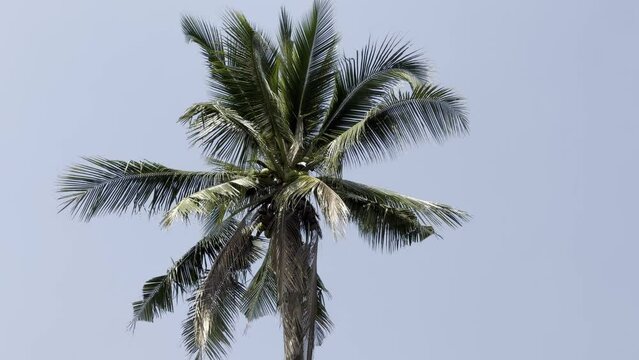 Beautiful beach palm tree with coconuts on a summer afternoon in a tropical country
