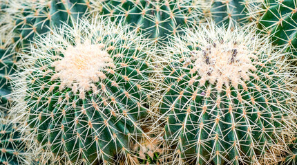 Green prickly cacti. Plants as a background.

