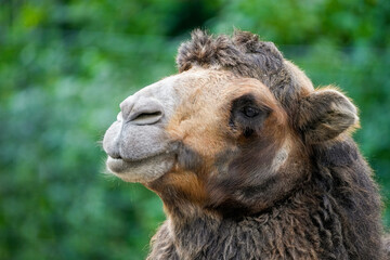 Camel against a green background. Animal in close-up.
