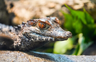 Portrait of a young crocodile. Animal in close-up.
