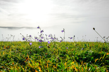 Landscape with fog in the Black Forest. Nature in the morning with flowers in the foreground.
