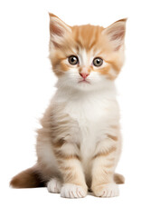 British kitten on white