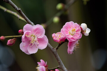 ピンクの梅