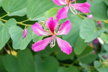 Pink Bauhinia flower blooming on tree close up