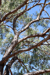 eucalyptus tree branches against blue sky