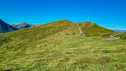 Group of wild horses grazing on alpine meadow on Goldeck, Latschur group, Gailtal Alps, Carinthia,...