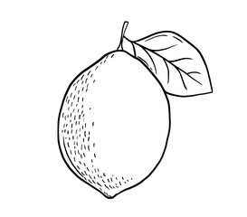 Hand drawn etching lemon with leaf. Fruit in sketch style, whole fresh citrus. Vector black and white drawing isolated