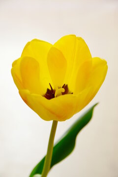 Yellow single tulip isolated against light background, flowers as gift for Mother's Day