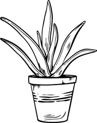 Potted houseplant sansevieria vector illustration. Succulent outline style. Isolated on white background