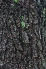 Texture and background of a large tree trunk.