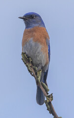 Western bluebird adult male perched on tree branch. Arastradero Preserve, Santa Clara County,...