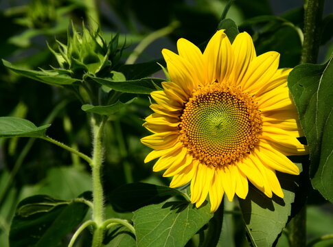 Sunflower in sunlight close-up in sunflower field