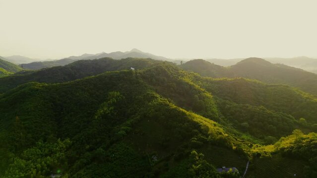 Bamboo forest landscape taken on top of Moganshan mountain.