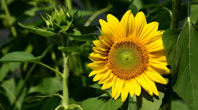 Sunflower in sunlight close-up in sunflower field