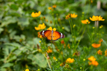 Butterfly with orange sulfur cosmos or yellow cosmos flower.