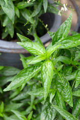 Andrographis paniculata plant in the garden