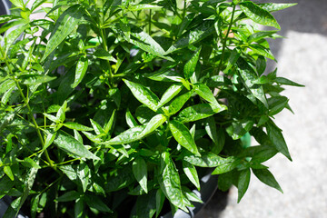 Andrographis paniculata plant in the garden
