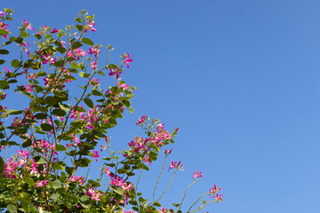 Obraz na płótnie Canvas Bauhinia purpurea tree with pink flower