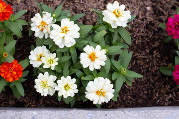 Obraz premium Zinnia flower in the garden