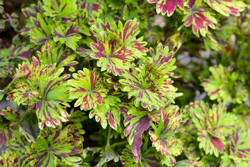 Painted nettle plant in the garden