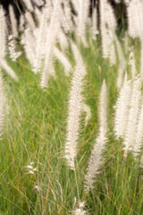 Fountain grass or pennisetum alopecuroides