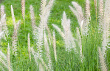 Fountain grass or pennisetum alopecuroides