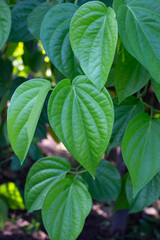 Green leaves of betel plant in the garden