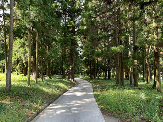 舗装された杉林の小道