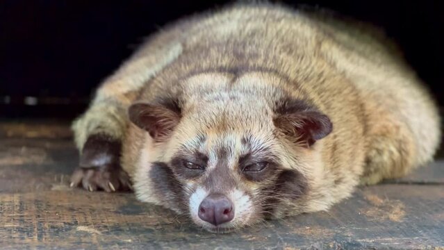 Paradoxurus hermaphroditus. A Civet is sleeping lazily on the wood. Luwak or Civet or ferret used to produce civet coffee or "Kopi Luwak".