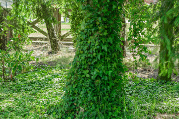 Bluszcz pospolity, zielone liscie oplatają drzewo w ogrodzie