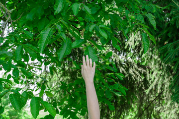 Sięgać dłonią po orzechy włoskie wiszące na drzewie © Paweł Kacperek