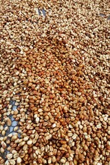 Close up of coffee beans drying in the sun              